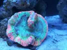 [TodoMarino.com] Ventino's reef