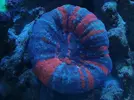 [TodoMarino.com] Ventino's reef