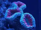 [TodoMarino.com] Ventino's reef