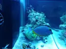 [TodoMarino.com] Ventino's reef