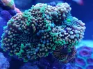 [TodoMarino.com] Ventino's reef