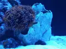 [TodoMarino.com] Ventino's reef