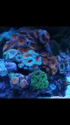 [TodoMarino.com] Ventino's reef