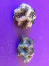 [TodoMarino.com] Ventino's reef