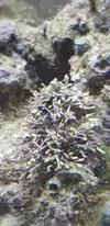 [TodoMarino.com] Alga o coral?