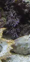[TodoMarino.com] Alga o coral?