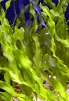 [TodoMarino.com] Caulerpa Prolifera - Madrid, centro y sur
