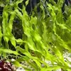 [TodoMarino.com] Caulerpa Prolifera - Madrid, centro y sur