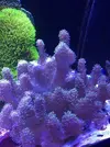 [TodoMarino.com] Peces y corales por desmonte - Vinaroz