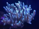 [TodoMarino.com] Peces y corales por desmonte - Vinaroz