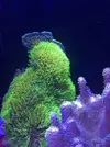 [TodoMarino.com] Peces y corales por desmonte - Vinaroz