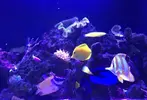 [TodoMarino.com] Peces y corales por desmonte - Vinaroz