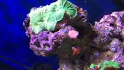 [TodoMarino.com] Cambio o vendo palythoa y discosomas verdes