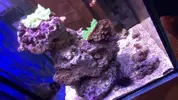[TodoMarino.com] Cambio o vendo palythoa y discosomas verdes