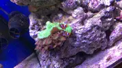 [TodoMarino.com] Cambio o vendo palythoa y discosomas verdes