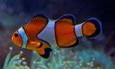 [TodoMarino.com] Vendo o cambio Ocellaris Percula - San Sebastián de los Reyes