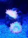 [TodoMarino.com] Anemona cuadricolor