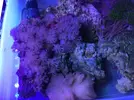 [TodoMarino.com] Regalo URGENTE roca viva + vivo (Valencia)
