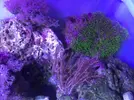 [TodoMarino.com] Regalo URGENTE roca viva + vivo (Valencia)
