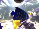 [TodoMarino.com] Vendo pomacanthus semicirculatus - La Coruña