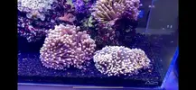 [TodoMarino.com] Euphylias torch y golden troch - Madrid