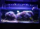 [TodoMarino.com] Desmonte acuario 160l. Vendo por partes- Almendralejo (Badajoz)