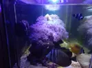 [TodoMarino.com] Desmonte acuario 160l. Vendo por partes- Almendralejo (Badajoz)
