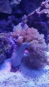 [TodoMarino.com] CORALES - Madrid o alrededores