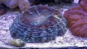 [TodoMarino.com] Vendo Acanthophyllia impresionante - Madrid, VENDIDA SE PUEDE CERRAR