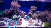 [TodoMarino.com] Vendo Acanthophyllia impresionante - Madrid, VENDIDA SE PUEDE CERRAR