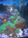 [TodoMarino.com] Venta acuario por desmonte madrid - Madrid