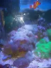 [TodoMarino.com] Venta acuario por desmonte madrid - Madrid