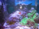 [TodoMarino.com] Venta acuario por desmonte madrid - Madrid