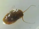 [TodoMarino.com] Liebre de mar/Babosa?