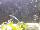 [TodoMarino.com] Dascyllus trimaculatus busca hogar