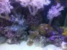 [TodoMarino.com] Desmonte acuario 160l. Vendo por partes- Almendralejo (Badajoz)