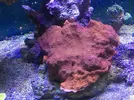 [TodoMarino.com] Montipora Plato Roja - Toledo