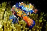[TodoMarino.com] Vendo pareja schynchoropus splendidus