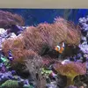 [TodoMarino.com] Roca viva y anemonas - Alcala de henares