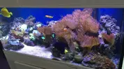 [TodoMarino.com] Roca viva y anemonas - Alcala de henares