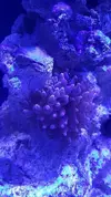 [TodoMarino.com] Venta acuario - Barcelona