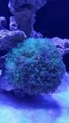 [TodoMarino.com] Venta acuario - Barcelona