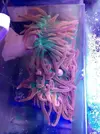 [TodoMarino.com] Vendo entacmaea quadricolor rojo/naranja Madrid - Madrid