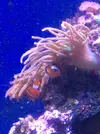 [TodoMarino.com] Vendo entacmaea quadricolor rojo/naranja Madrid - Madrid