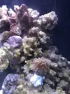 [TodoMarino.com] Tipo de coral?