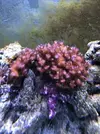 [TodoMarino.com] Cambio pocillopora y lobophyton