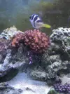 [TodoMarino.com] Cambio pocillopora y lobophyton