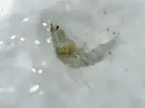 [TodoMarino.com] Bichejos en cristal