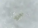 [TodoMarino.com] Bichejos en cristal