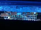 [TodoMarino.com] Esquejes y piezas SPS baratos en rivas - Rivas, Madrid